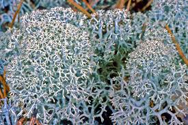 Attēlu rezultāti vaicājumam “Cladonia stellaris”