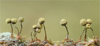 Attēlu rezultāti vaicājumam “Cribraria oregana”