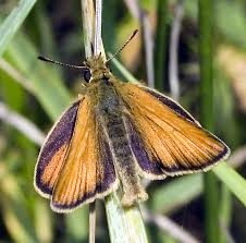 Attēlu rezultāti vaicājumam “Thymelicus lineola”