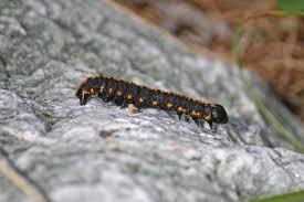 Attēlu rezultāti vaicājumam “Cucullia lucifuga”