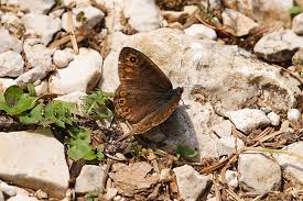 Attēlu rezultāti vaicājumam “Lasiommata petropolitana”