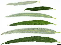 Attēlu rezultāti vaicājumam “Salix myrsinifolia leaf”