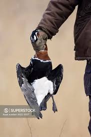 Attēlu rezultāti vaicājumam “Branta ruficollis adult”