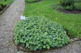 Attēlu rezultāti vaicājumam “Alchemilla vulgaris aggr.”