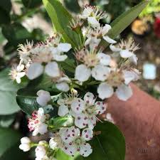 Attēlu rezultāti vaicājumam “Aronia melanocarpa flower”