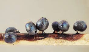 Attēlu rezultāti vaicājumam “Lamproderma ovoideum”