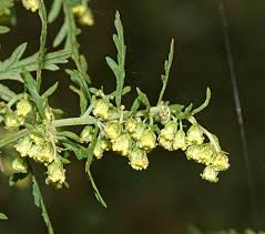 Image result for Artemisia gmelinii