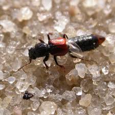 Billedresultat for rovbille