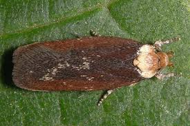 Attēlu rezultāti vaicājumam “Depressaria depressana”