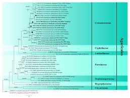 Attēlu rezultāti vaicājumam “Athelia pyriformis”