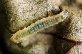 Attēlu rezultāti vaicājumam “Gracillaria syringella larva”