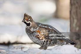 Attēlu rezultāti vaicājumam “Tetrastes bonasia”