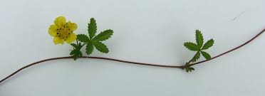 Attēlu rezultāti vaicājumam “Potentilla reptans leaf”