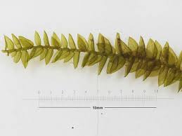 Attēlu rezultāti vaicājumam “Platyhypnidium riparioides”