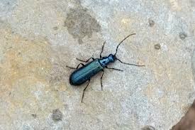 Attēlu rezultāti vaicājumam “Dasytes caeruleus imago”