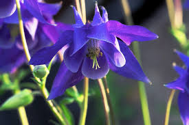 Attēlu rezultāti vaicājumam “Aquilegia vulgaris flower”