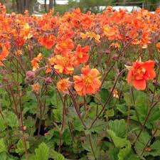 Attēlu rezultāti vaicājumam “Geum”