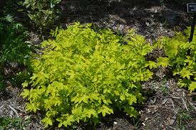 Attēlu rezultāti vaicājumam “Filipendula ulmaria”