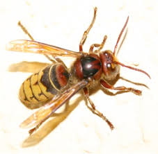 Hornet