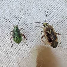 Attēlu rezultāti vaicājumam “Lygus pratensis nymph”