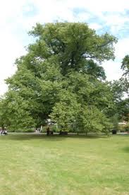 Attēlu rezultāti vaicājumam “Tilia x vulgaris”