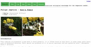 Attēlu rezultāti vaicājumam “Fuligo laevis spores”