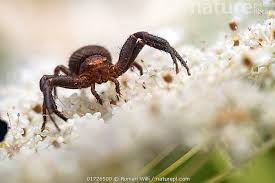 Attēlu rezultāti vaicājumam “Xysticus bifasciatus female”
