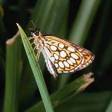 Attēlu rezultāti vaicājumam “Heteropterus morpheus upperside”