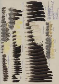 Image result for Hesperiphona vespertina