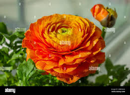 Attēlu rezultāti vaicājumam “Ranunculus lingua bud”