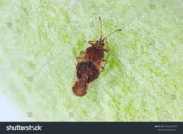 Attēlu rezultāti vaicājumam “Physatocheila smreczynskii”