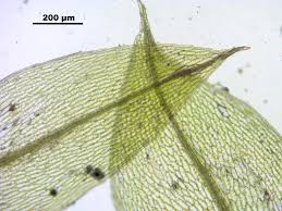 Attēlu rezultāti vaicājumam “Bryum rubens”