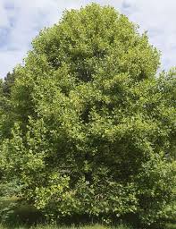 Attēlu rezultāti vaicājumam “Liriodendron tulipifera leaf”