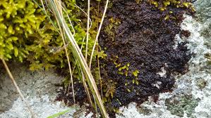 Attēlu rezultāti vaicājumam “Frullania fragilifolia”