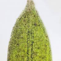 Attēlu rezultāti vaicājumam “Potamogeton trichoides”