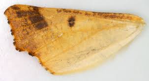 Attēlu rezultāti vaicājumam “Ennomos autumnaria male”