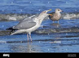 Attēlu rezultāti vaicājumam “Larus argentatus adult”