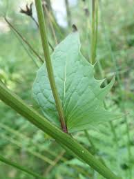 Attēlu rezultāti vaicājumam “Crepis paludosa leaf”