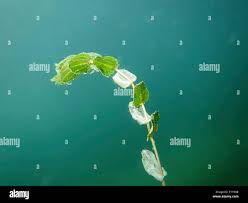 Attēlu rezultāti vaicājumam “Potamogeton perfoliatus leaf”