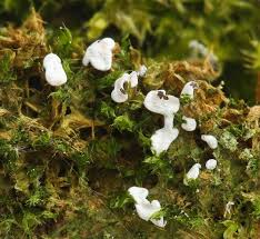 Attēlu rezultāti vaicājumam “Diderma chondrioderma”