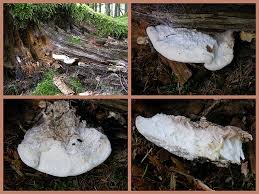 Attēlu rezultāti vaicājumam “Postia stiptica”