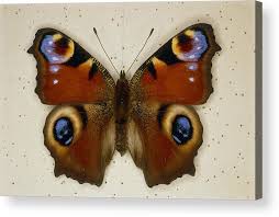 Attēlu rezultāti vaicājumam “Inachis io”