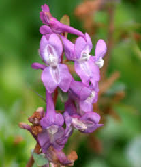 Attēlu rezultāti vaicājumam “Corydalis cava”