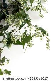 Attēlu rezultāti vaicājumam “Fallopia convolvulus leaf”