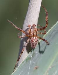 Attēlu rezultāti vaicājumam “Araneus diadematus”