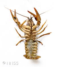 Attēlu rezultāti vaicājumam “Astacus leptodactylus”