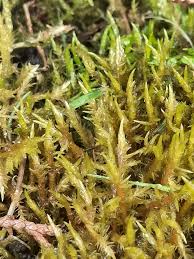 Attēlu rezultāti vaicājumam “Calliergonella cuspidata sporophyte”