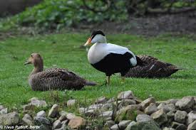 Attēlu rezultāti vaicājumam “Somateria mollissima”