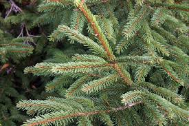 Attēlu rezultāti vaicājumam “Picea abies leaf”