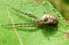 Attēlu rezultāti vaicājumam “Metellina segmentata”